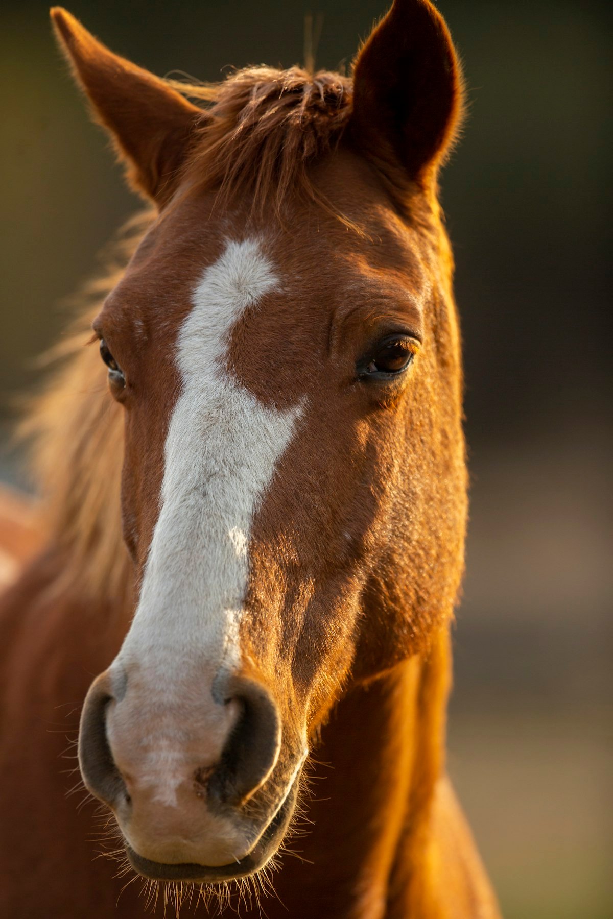 Cavalo em close, símbolo da tradição da Companhia do Cavalo