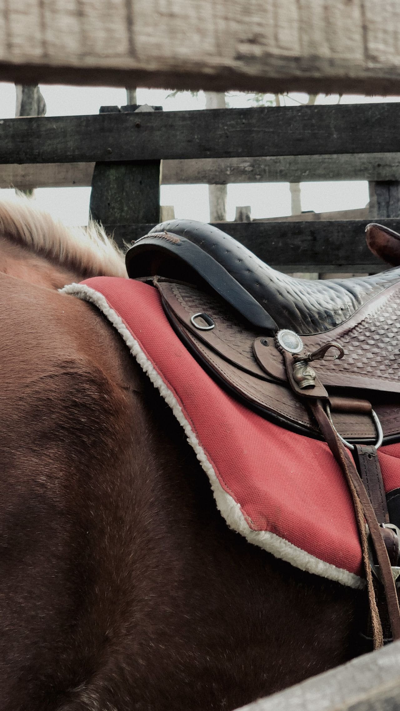 Manta de sela sobre cavalo, artigo de selaria