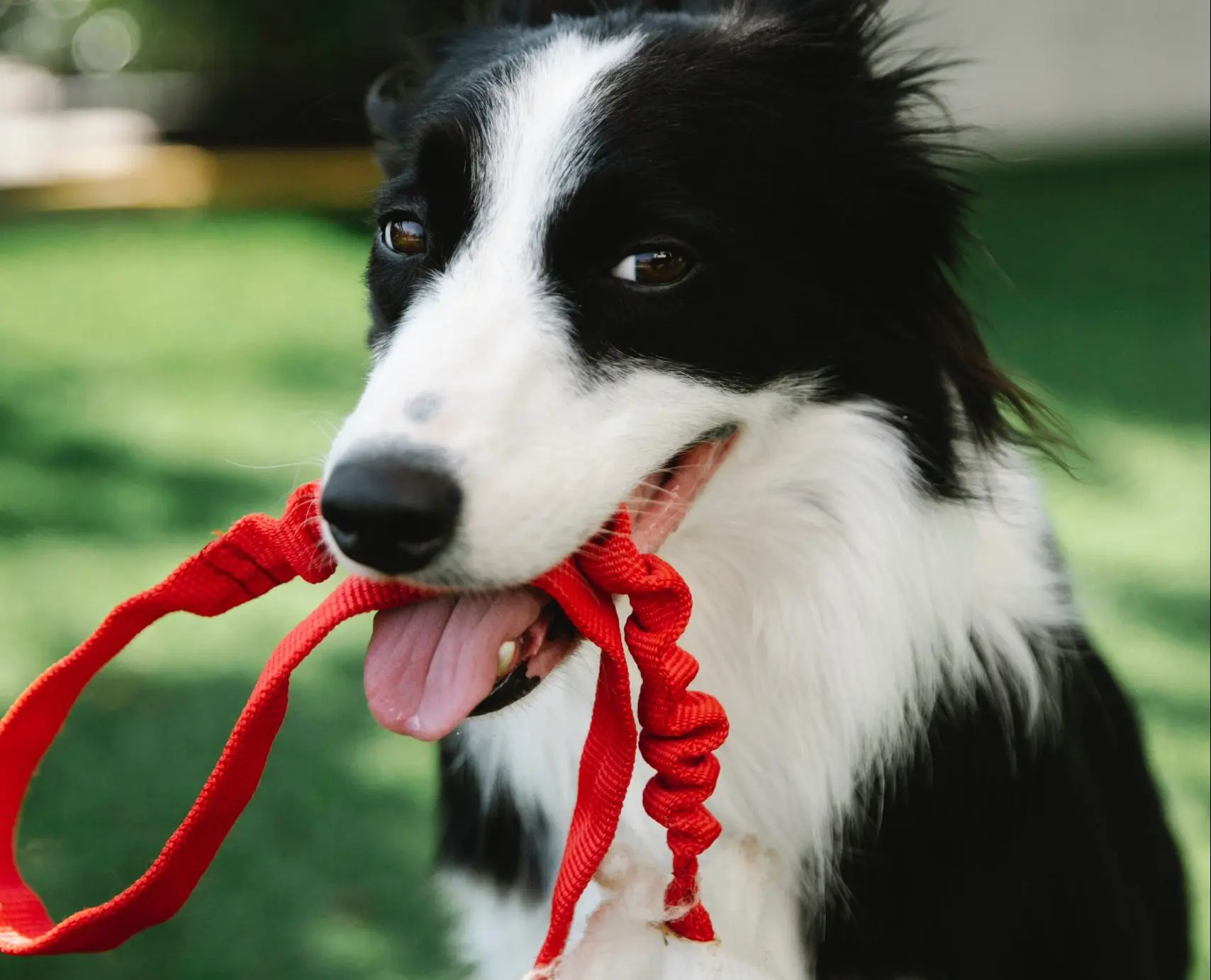 Cachorro com guia de nylon vermelha, representando a linha pet